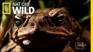 Venomous Cane Toads  Nat Geo Wild [upl. by Whitford]