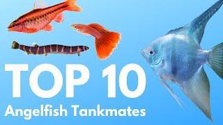 Angelfish Tankmates 10 Fish You Can Keep with Angelfish [upl. by Anirbus518]