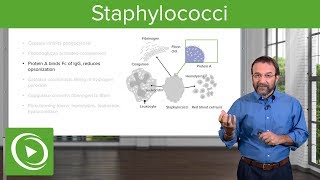 Staphylococci – Microbiology  Lecturio [upl. by Normak]