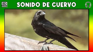 SONIDO DE CUERVO 🐦 [upl. by Anahgem]