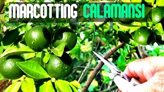 HOW TO MARCOT CALAMANSI TREE STEP BY STEP [upl. by Sukhum]