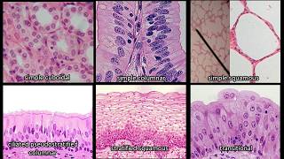 Identifying Epithelium  Review and Practice Questions [upl. by Acey]