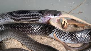 Rắn khuyết đai  Lycodon subcinctus  Banded Wolf Snake eating [upl. by Pepito]