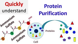 Protein Purification [upl. by Emmaline172]