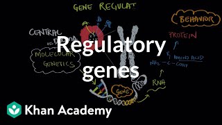 Regulatory genes  Behavior  MCAT  Khan Academy [upl. by Tevis]