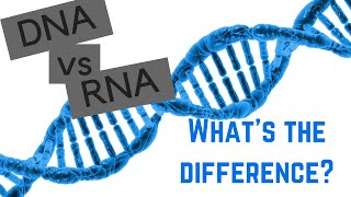 DNA vs RNA  5 Differences Between DNA and RNA [upl. by Nicolis]