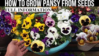 How To Grow Pansy From Seed With Full Updates [upl. by Ekaterina]