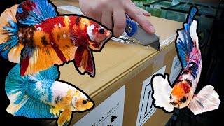 HUGE Betta fish UNBOXING Over 500 bettas [upl. by Genvieve]