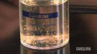 How to Care for Daphnia [upl. by Lari]