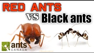 WHO WINS RED ANTS VS BLACK ANTS [upl. by Ettennan]