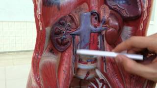 Abdominal Cavity Model 1 [upl. by Tolmann]