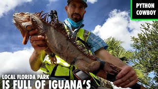 Live Iguana Removal At Florida Park Over Run By Invasive Iguanas [upl. by Leizar208]