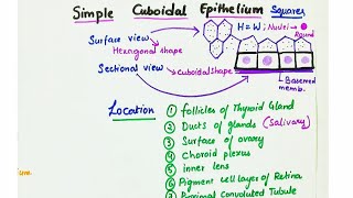 Simple Cuboidal Epithelium  Location  Function [upl. by Angadresma]