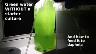 Green Water WITHOUT a Starter Culture  From Scratch  How To [upl. by Anaes]