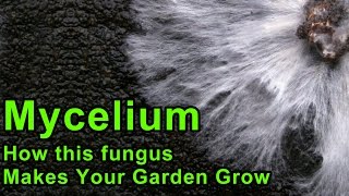 Mycelium and Your Back To Eden Garden [upl. by Iccir]