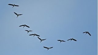 Así descubrieron por qué las aves vuelan en formaciones en V  BBC MUNDO [upl. by Nashom]