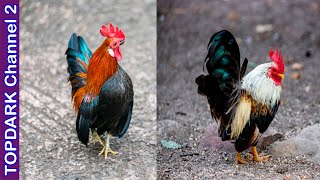 9 Razas de Gallos Pequeños [upl. by Kos614]