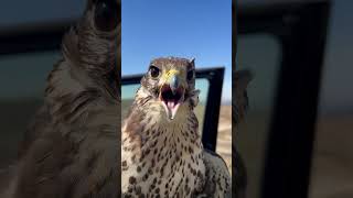 Prairie Falcon falconry [upl. by Kolva]