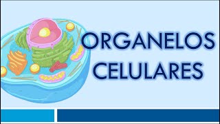 ORGANELOS CELULARES Organelos Membranosos [upl. by Melinde]