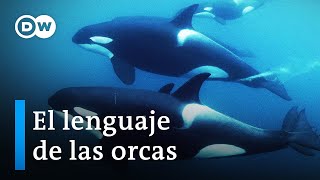 ¿Los cetáceos y los humanos hablan el mismo lenguaje  DW Documental [upl. by Ehtylb]