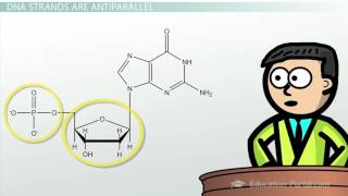 DNA  Adenine Guanine Cytosine Thymine [upl. by Shena]