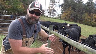 CATTLE FENCING IDEAS FOR YOUR FARMRANCH [upl. by Arabrab]