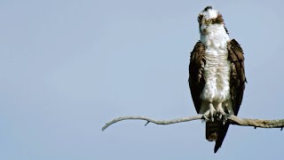 Peregrine Falcon Attempts to Steal Prey from Osprey [upl. by Gimpel]