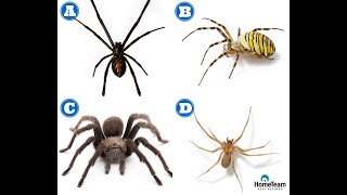 How to Identify Dangerous Spiders  HomeTeam Pest Defense [upl. by Bilbe]