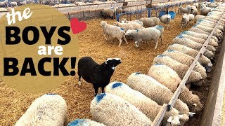 How We Breed Our Sheep InSeason NATURALLY Vlog 177 [upl. by Luciana]