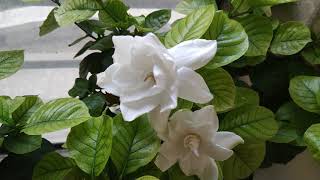 5 things that I do to get more flowers on Gardenia plant [upl. by Grider]