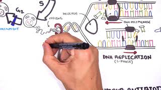 Pharmacology  Chemotherapy agents MOA Alkalating antimetabolites topoisomerase antimitotic [upl. by Thorfinn]