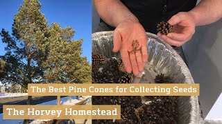 The Best Pine Cones for Seed Collection [upl. by Nioe]