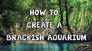 HOW TO SETUP A BRACKISH AQUARIUM STEP BY STEP [upl. by Jew90]