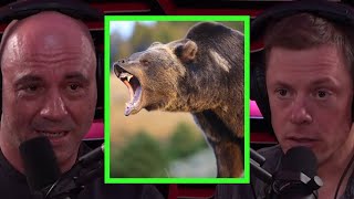 Steve Rinella Details After Effects of Grizzly Bear Encounter [upl. by Emoryt]