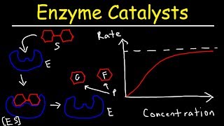 Enzymes  Catalysts [upl. by Lucas690]