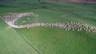 Mesmerising Mass Sheep Herding [upl. by Ayote]