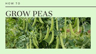 How to Grow Peas sowing care and harvest [upl. by Eimerej]