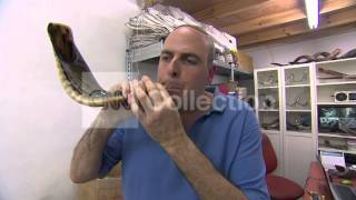 ISRAEL SHOFAR MAKER TRUMPETS JEWISH NEW YEAR [upl. by Aire]