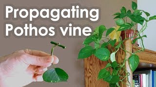 Propagating Pothos Vine Devils Ivy from Cuttings [upl. by Saidnac]