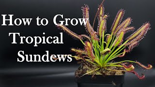 Growing Carnivorous Plants E4 Tropical Sundews [upl. by Odey]