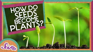 How Does A Seed Become A Plant  Backyard Science  SciShow Kids [upl. by Mahalia]