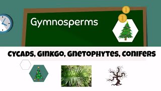 Types of gymnosperms [upl. by Hardwick]