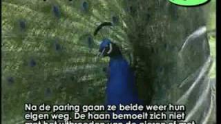 Pauw  Pavo cristatus Indian blue peacock calling [upl. by Vadim]