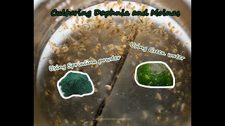 How To Culture Daphnia and Moinas using Green Water Spirulina powder [upl. by Romain]