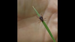 How Ticks Get On You amp Where They Lurk amp How To Prevent Ticks [upl. by Wehhtam]