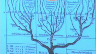 Diversidade Biológica e Filogenia  videoaula 1 [upl. by Enimsaj]