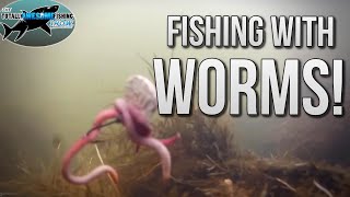 How to catch Fish with Worms  TAFishing [upl. by Rust170]