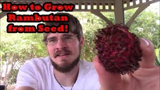 How to Grow Rambutan Trees from Seed Grocery Store Growing Ep 9 [upl. by Yldarb]