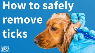 How to safely remove ticks from your dog [upl. by Mcclure638]