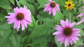 Plant portrait  Purple coneflower Echinacea purpurea [upl. by Atived259]